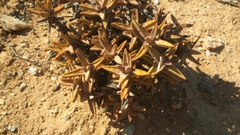 Crassula grisea