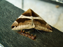 Dysgonia torrida