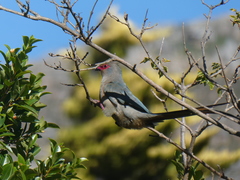 Urocolius indicus indicus