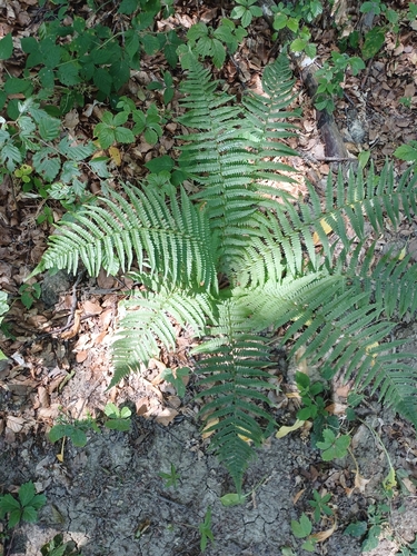 male fern