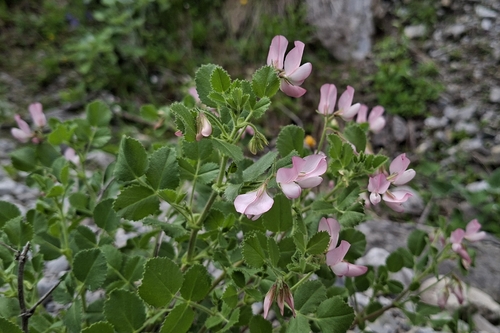 Ononis rotundifolia, photograph 6