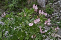Ononis rotundifolia, photograph (c) Johannes S., some rights reserved (CC BY)