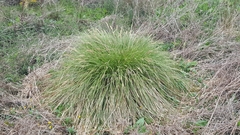 Carex paniculata
