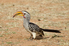 Southern Yellow-Billed Hornbill photo 1
