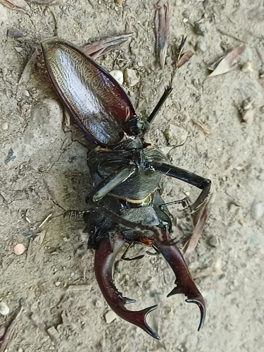 European Stag Beetle