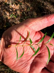 Notelaea linearis