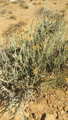 Hermbstaedtia glauca