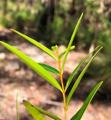 Notelaea linearis