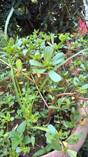 Common Purslane
