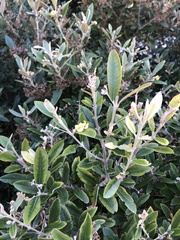 Anastrabe integerrima