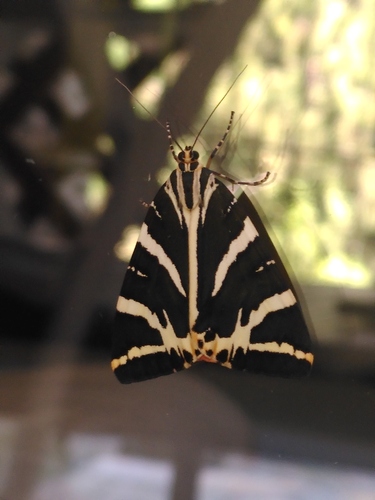 Jersey Tiger