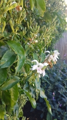 Justicia adhatodoides