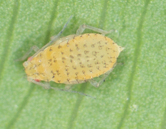 Therioaphis trifolii