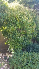 Justicia adhatodoides