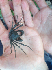 Pyromaia tuberculata