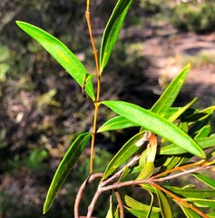 Notelaea linearis