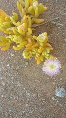 Mesembryanthemum hypertrophicum