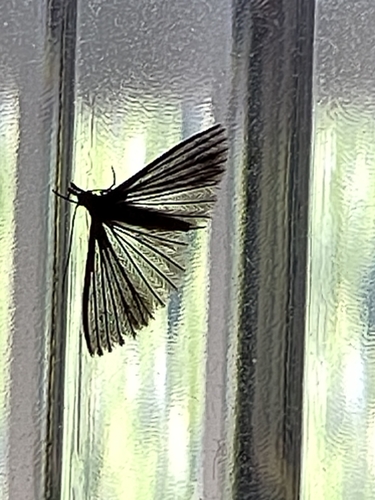 Twenty-plume Moth
