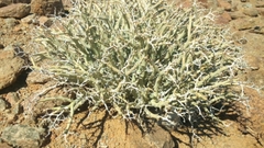 Euphorbia gariepina