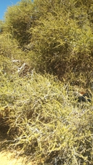 Boscia foetida foetida