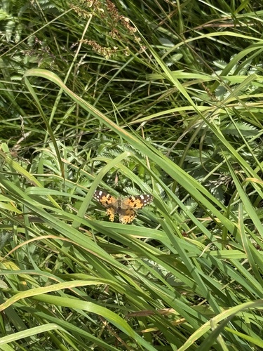 Painted Lady
