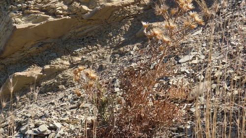 Centaurea salonitana, photograph 3
