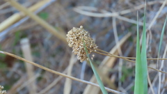 (c) Виктория Билоус, some rights reserved (CC BY) Allium atroviolaceum, photograph (c) Виктория Билоус, some rights reserved (CC BY)