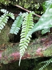Polystichum hancockii