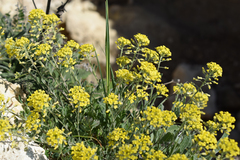 Alyssum trichostachyum