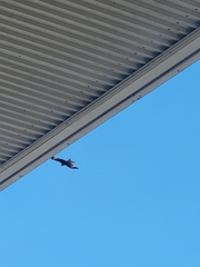 Red Kite