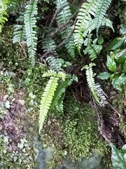 Polystichum hancockii