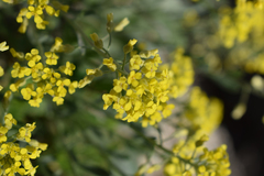 Alyssum trichostachyum