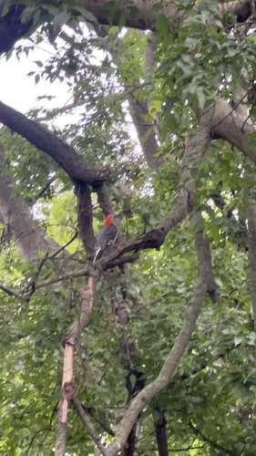 Red-bellied Woodpecker