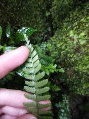 Polystichum hancockii