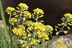 Alyssum trichostachyum
