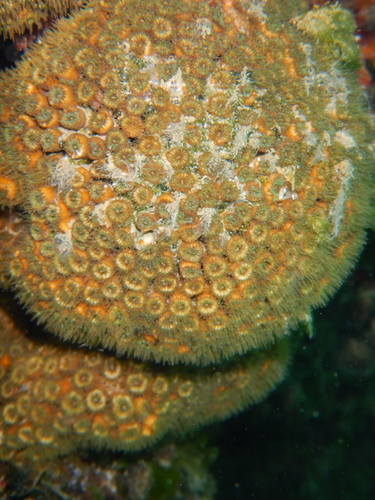 Cushion Coral