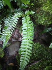 Polystichum hancockii