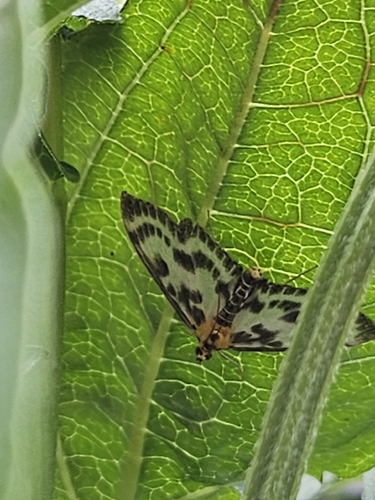 Small Magpie