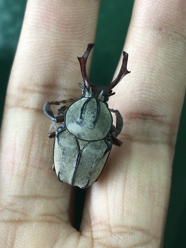Dicronocephalus bowringi