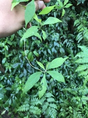 Callicarpa randaiensis