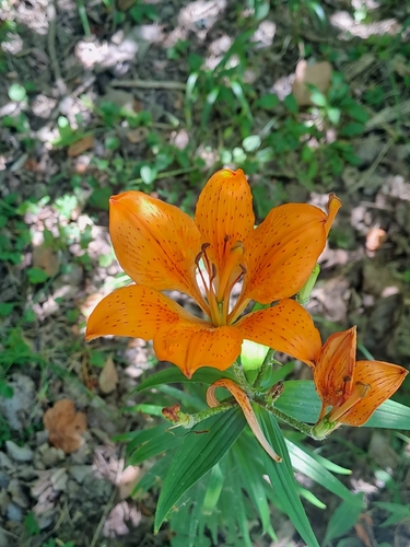 fire lily