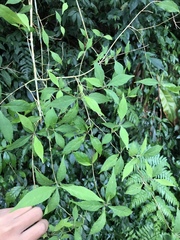 Callicarpa randaiensis