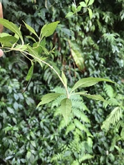 Callicarpa randaiensis