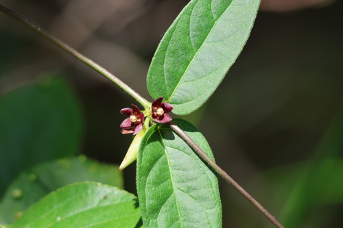 Vincetoxicum nipponicum iNat (3)