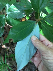 Cryptocarya onoprienkoana