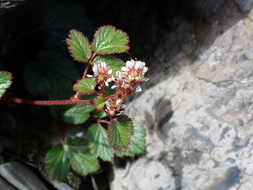 Astilbe macroflora, photograph 1