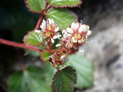 (c) crothfels, some rights reserved (CC BY) Astilbe macroflora, photograph (c) crothfels, some rights reserved (CC BY)