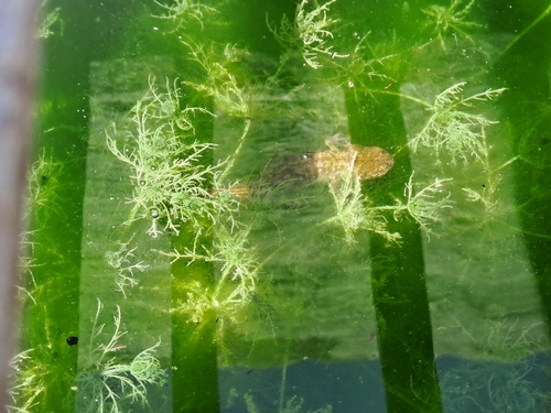 Italian Crested Newt