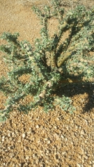 Monsonia