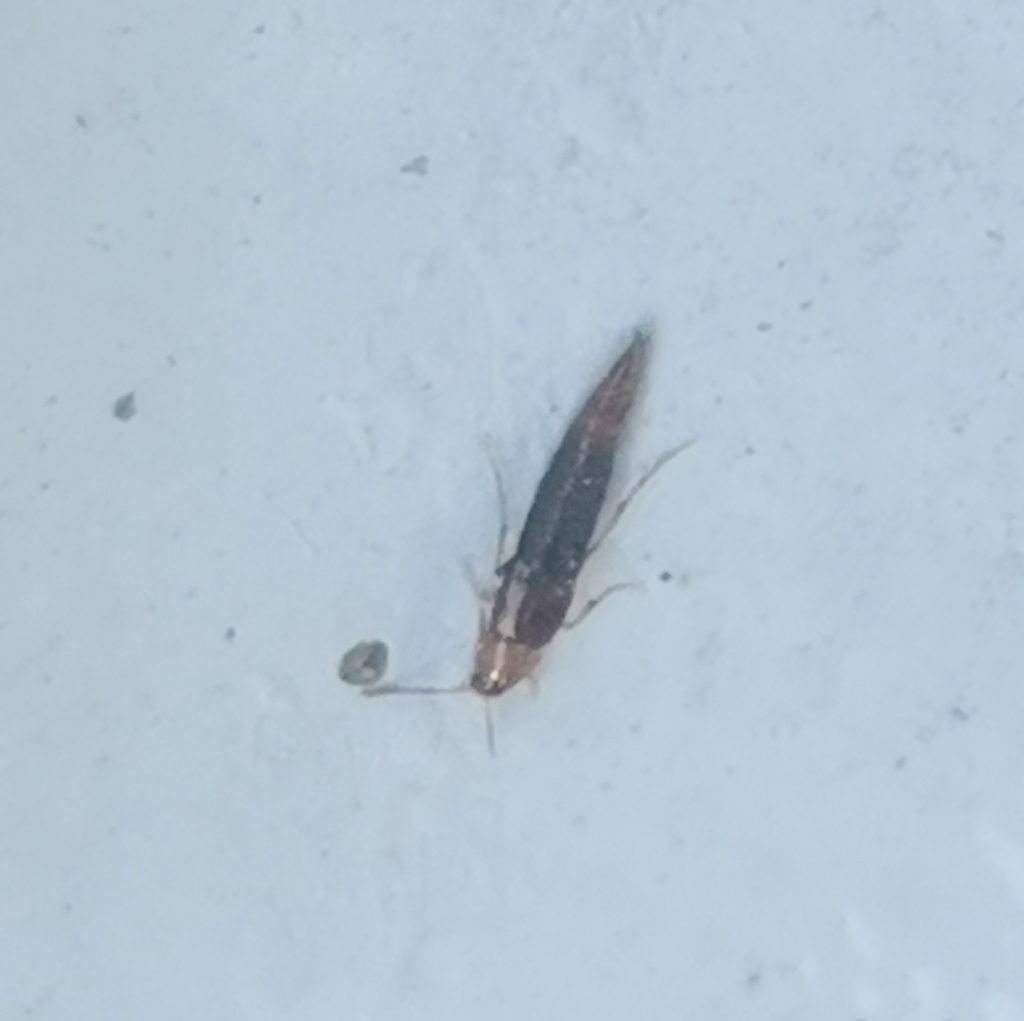 Splendid Crab-like Rove Beetle
